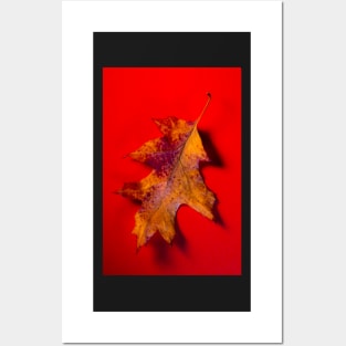 Autumn Oak Leaf on Red Posters and Art